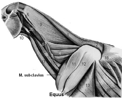 Omuz kemerini etkileyen kaslar Musculus subsclavius Equide ve sus ta güçlü olarak gelişen bu kas daha önceleri m.