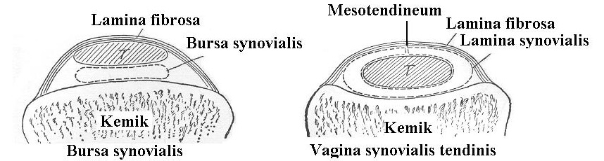 Bursa synovialis Kasların sert çıkıntılı iskelet kısımları üzerinden geçerken kas ile bu kısımlar arasına giren içi synovia (sıvı) dolu keselerdir.