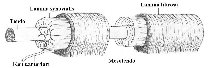 Vagina synovialis tendinis Kiriş kını Uzun mesafeli kemik veya diğer sert kısımlardan geçerken tendoları sarararlar. Bursa synovialis özelliğinde yapılardır. Bunlara mesotendineum da denir.
