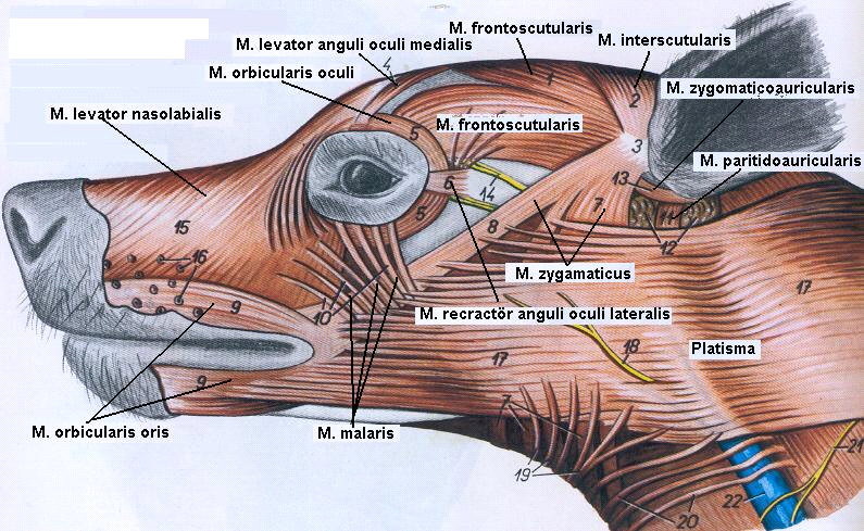 Gözkapağının dış kasları Musculus retractor anguli oculi lateralis Çok zayıf bir kastır. Sadece carnivor larda bulunur. Fascia temporalis'ten çıkıp dış göz açısına uzanan bant şeklinde bir kastır.