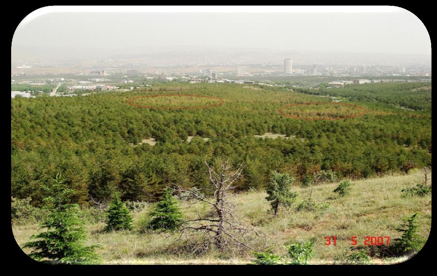 AraĢtırma Enstitülerinin Diğer ÇalıĢmaları Ağaç Kurumalarının Ġncelenmesi İç