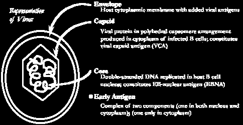 EBV yapısı Epstein-Barr virüs Zarf Viral antijenlerin eklendiği konak hücre sitoplazması Kapsid Polihedral