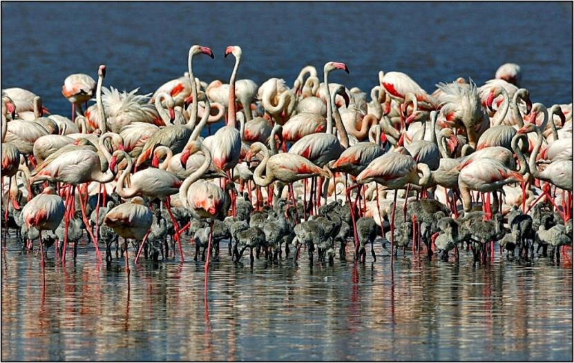 25/ Flamingo Adası Gediz Deltası Sulak Alanında (İzmir Kuş Cenneti) dünyanın en büyük Yapay Flamingo Adası oluşturulmuştur. 6.