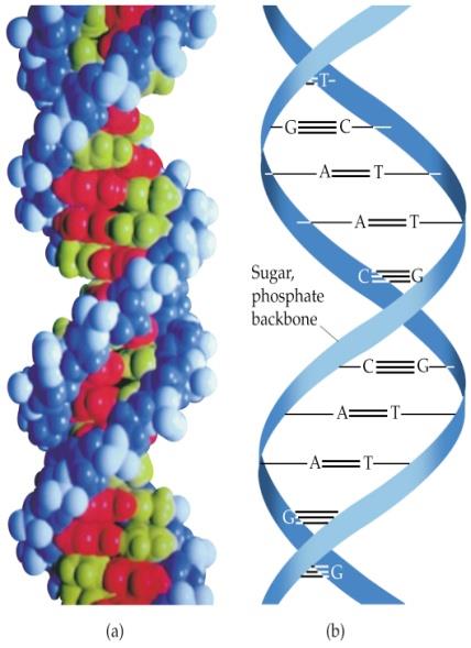 Biyopolimerler 1. DNA, RNA Monomerler : nükleotidler kondenzasyon reaksiyonu ile DNA ve RNA H 3 PO 4 poliesterleridir Monomer (nükleotid) 2.