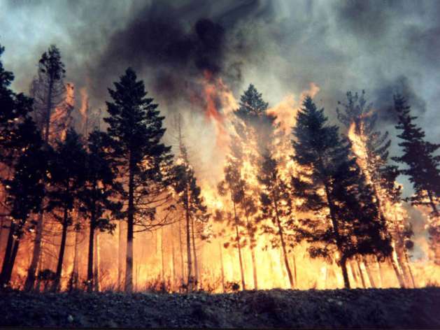 Küresel Isınma orman yangınlarını