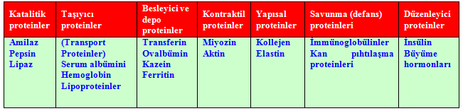 Tablo 1.1: Proteinlerin sınıflandırılması 1.3.2. Proteinlerin Biyolojik Rollerine Göre sınıflandırılması Tablo 1.