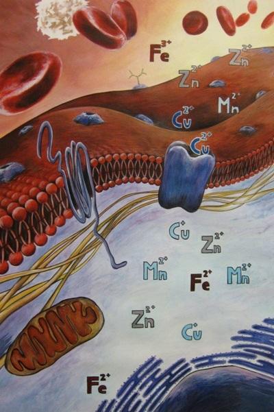 Biyoteknoloji ve Çevre Canlı hücrelerde iyon derişimlerindeki nispeten küçük
