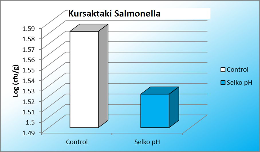 Kursak ve Sekumda