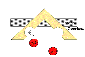 Kalsiyum Pompası Hücre içi kalsiyum (Ca ++ ) seviyesi 10 7 de, hücre dışı ise 10 3 de tutulmalıdır. Çok küçük Ca sızıntısı bile hücrede bir sinyal oluşturur ve hücre aktivitesini değiştirir.