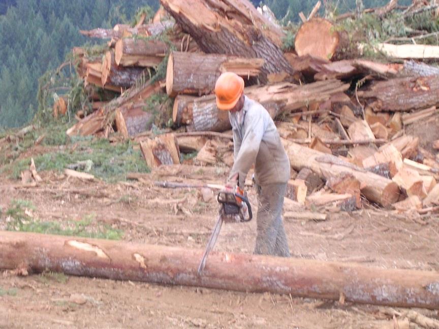 ORMANCILIK İŞ BİLGİSİ Hazırlayan Doç. Dr.