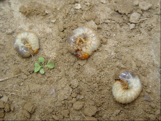 Zararı Larvaları özellikle kumsal ince kumlu ve alüviyal topraklarda dikilmiş asma çubuklarını ve daha önceden dikilmiş