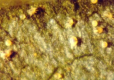 İKİNOKTALI KIRMIZI ÖRÜMCEK (Tetranychus urticae) Ergin (a) ve nimflerin yapraklarda emgi