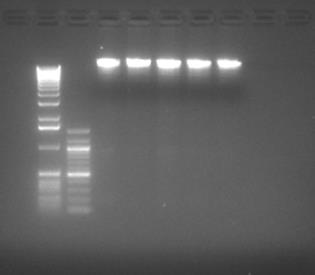 Araştırma Laboratuvarında DNA nın Kalitesi ile İlgili Beklenen Olası Sonuçlar ADÜ Tarımsal Biyoteknoloji Yanda çeşitli bitkilerden 5 genomik DNA örneğinin agaroz jeldeki görüntüsü verilmiştir.