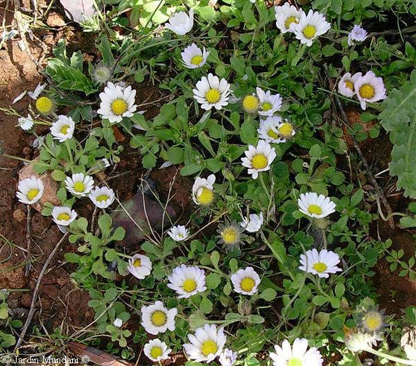 Chrysanthemum PAPATYA CİNSLERİ
