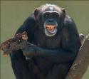 Şempanze Genom Projesi İnsan şempanze DNA karşılaştırması iki canlı arasındaki farklılıkların beklenenden daha karmaşık olduğunu ortaya