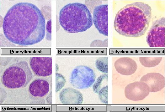 eritroid progenitör hücreleri parçalaması BFU-E