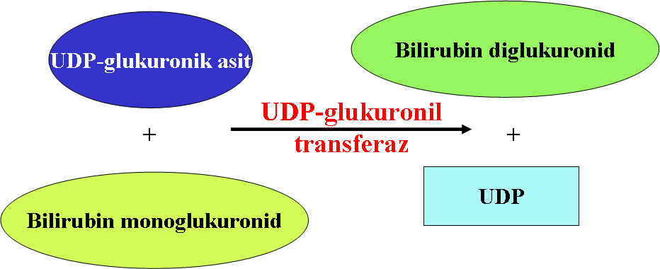 İndirekt bilirubin, hepatositlerin düz endoplazmik retikulummikrozomlarında mikrozomal bir enzim olan UDP-glukuronil transferaz enziminin katalizlediği bir reaksiyonda, glukozun glukuronik asit