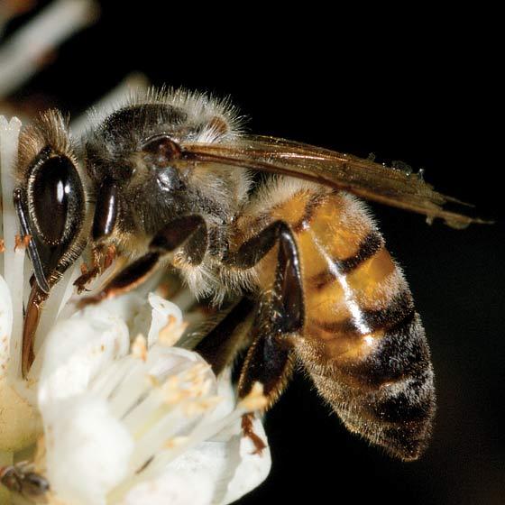 Arı bir böcek olup kitinden yapılmış dış iskeleti, altı bacağı ve bir çift anteniyle tipik böcek özelliklerini taşır.