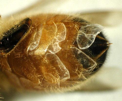 Abdomen Görünür biçimde belirgin olan 7 bölümden oluşur. İlk bölüm çok dar olup bel bükümünü sağlar. İşçi ve kraliçe arılarda iğne yedinci bölümde bulunur.