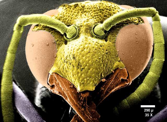 Arı başının büyütülmüş görüntüsü Bir arı