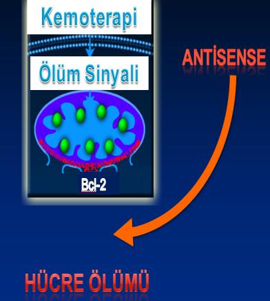 Anti-Bcl-2: Apopitozis İnhibitörü Oblimersen (Genasense) : BCL-2 Antisense oligonucleotide.