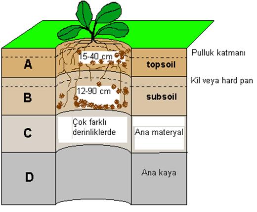 BİTKİ ETKİLİ KÖK DERİNLİĞİ Bitkilerin normal gelişmeleri için ihtiyaç duydukları su ve