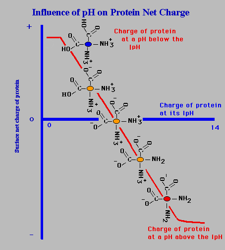 ph ve Protein Net Yükü Đzoelektrik nokta (pi), net yükün negatif olduğu ph dır.