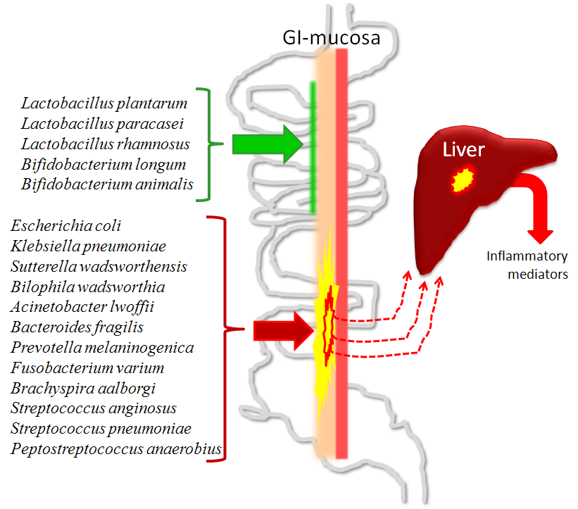 Hepatolojide Barsak Florası ile ilgili alanlar 1. Hepatik Ensefalopati 2. NASH 3.