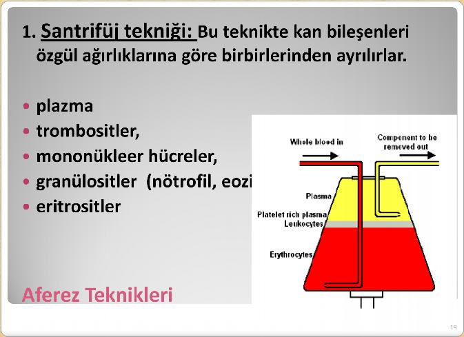 plazma trombositler, mononükleer hücreler, granülositler