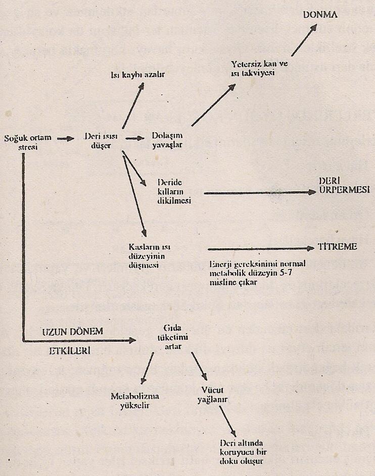 Soğuk ortamda ısı