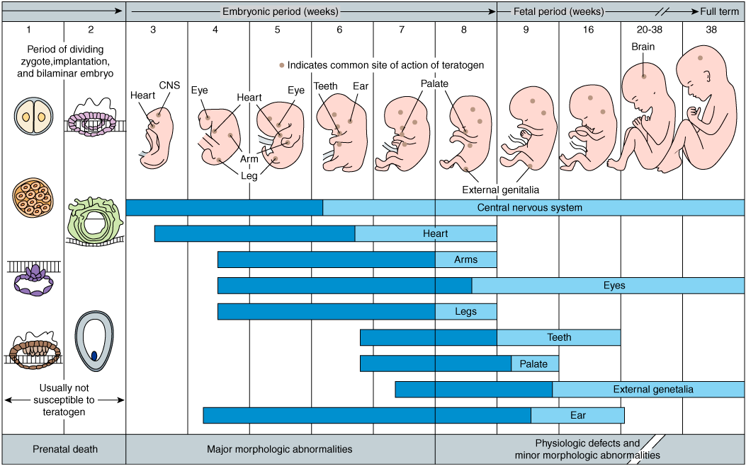Embriyonik dönem Prenatal ölüm Majör yapısal