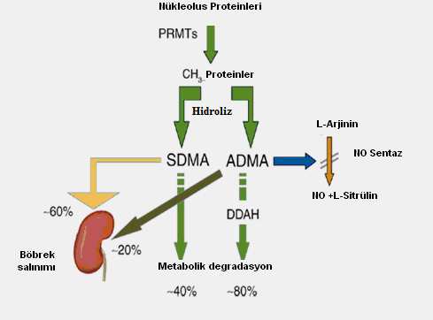 ADMA düzeyinin artmasının önemli bir nedeni DDAH fonksiyon