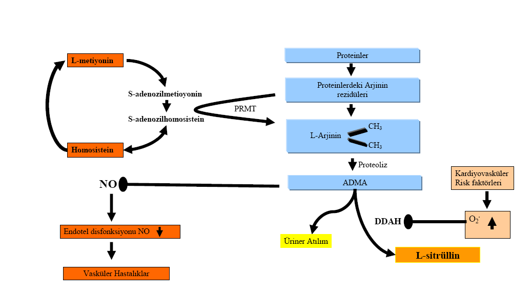 Şekil 1.13.1. ADMA Metabolizması (Li et al., 2000). Şekil 1.