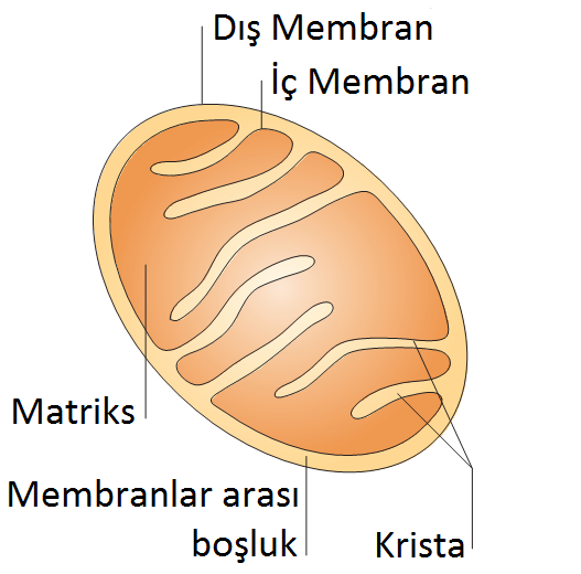 ana bölümden oluşmaktadır (Şekil 1). Westermann, B.. Nature Rev. Mol. Cell Biol.