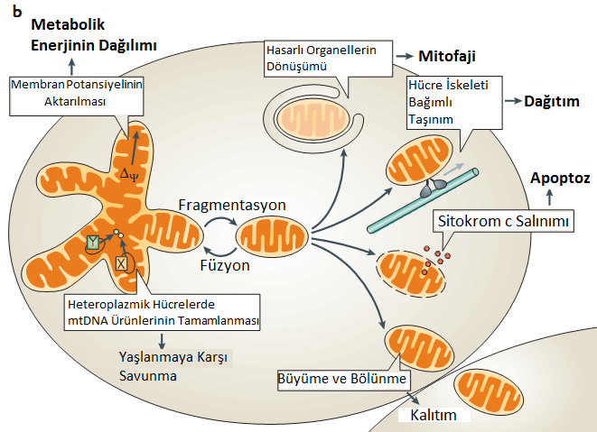 Westermann, B.. Nature Rev. Mol. Cell Biol.