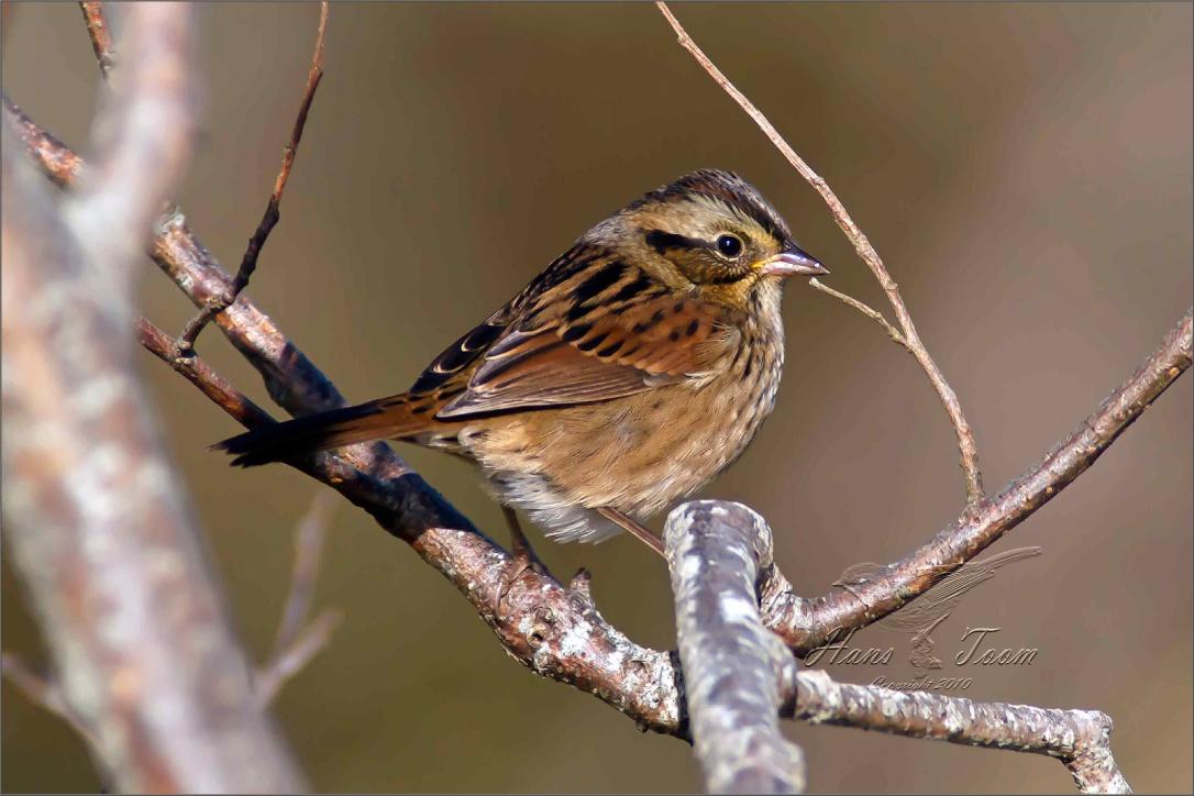 Swamp sparrow (Bataklık serçesi) Serçenin ön