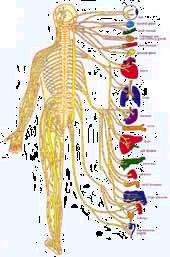 PERİFERİK SİNİR SİSTEMİ Vücut ve
