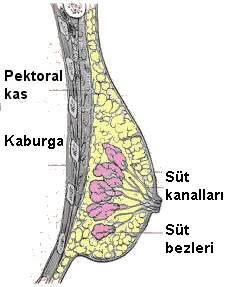 Memenin Sınırları Meme, göğüs kemiğinden koltukaltına