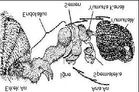 Ana Arõ Yetiştiriciliği 50 Şekil 4. Ana Arõnõn Doğal Olarak Çiftleşmesi Spermatozoa baş ve kuyruk kõsmõndan oluşmakta, 0.