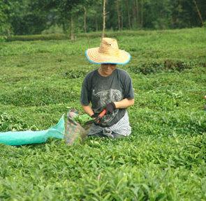 Çay çöpünde Topraksız Tarım Rize'de, çay atıklarının değerlendirilmesi amacıyla mikro seralarda başlanan çay çöpünde topraksız tarım