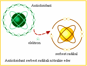 27 2.3. Antioksidan Sistem Antioksidan sistem; serbest radikalleri hücre zarına, nükleik asitlere (DNA) ve hücre bileşenlerine saldırmadan kendine çeker ve bağlar. Şekil 13.