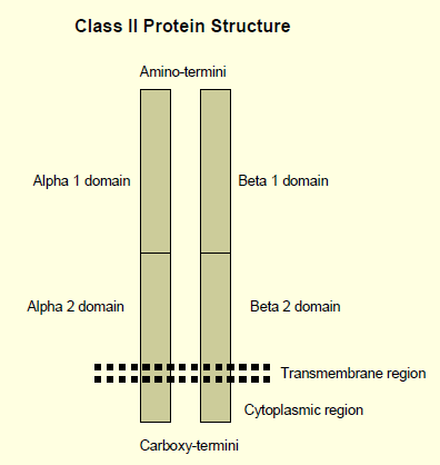 Sınıf I zar içinde sabitlenmiş bir ağır zincir ve beta-2-mikroglobulin oluşan heterodimerdir. Ağır zincirde 2 ve 3. ex sınıf I moleküllerinde peptid bağlama özgünlüğü sorumludur.