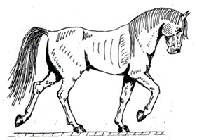 Atlarda yürüyüş çeşitleri ve kusurları 45 yürüyüş şeklinin ağır çekim hali gibidir (Yarkın 1962, Arpacik 1996, Emiroğlu ve Yüksel Şekil 1. Adeta yürüyüş 1. zaman (E. Güleç) Şekil 2. Adeta yürüyüş 2.