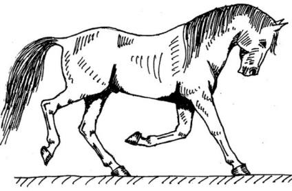 Fakat atın yürüyüş ritmine, vücudu aşağı yukarı kaldırarak ayak uydurulduğu takdirde, tırıs son derece güvenli verimli bir yürüyüş şeklidir (Emiroğlu ve Yüksel Bizde geleneksel olarak rahvan at