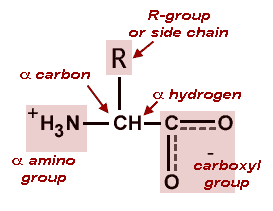 AMİNO ASİTLER COO - H 3 N + C a H R a-amino Asit (AA) Yapılarında Amino (-NH 3 + ) grubu