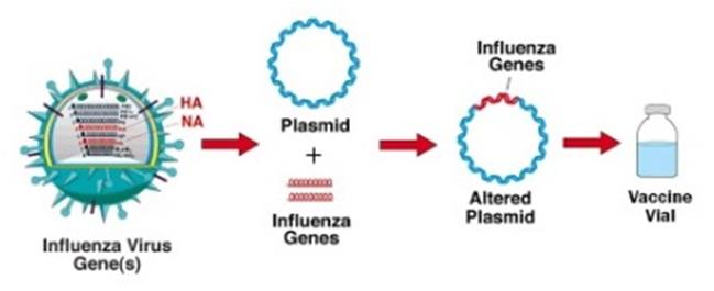 DNA Aşıları Antijeni kodlayan DNA parçası enjekte ediliyor Genelde gen izole edilip ilgili kısım plasmide klonlanıyor Plsasmid konağın hücreleri tarafından alınıp transkripsiyon ve sonunda da