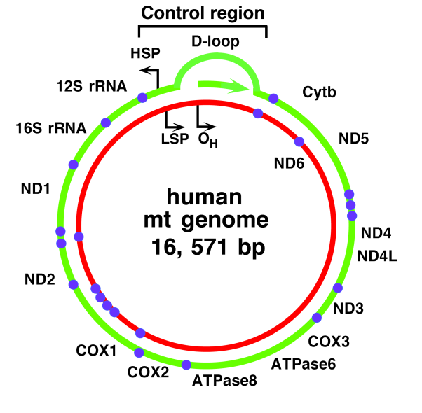 Mitokondri genomunun organizasyonu trnas D-loop: displacement loop, Merkezi kontrol bölgesi HSP and LSP: heavy (ağır)- and light (hafif)- strand zincir promoterleri Mitokondri D-loop (Kontrol