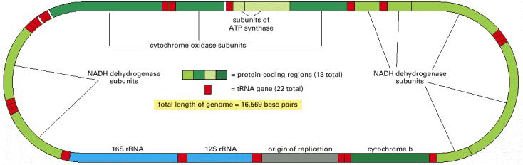 İnson mitokondri genomunun karşılatırması İnsan mitokondri genomu 37 gen.