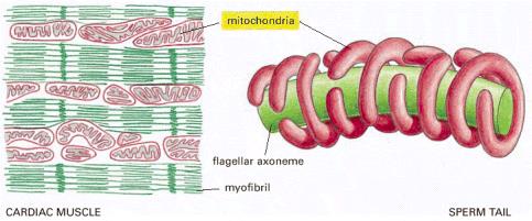 Mitokondrinin hücre