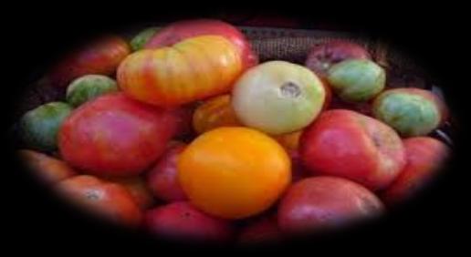 2013 Yılı Dekara Ödeme Üretim Organik Tarım Destek Miktarı (TL/da) İyi Tarım Destek Miktarı (TL/da) Meyve, sebze 50 25 Tarla bitkileri 10 - Örtüaltı - 100 Organik Tarım İyi Tarım